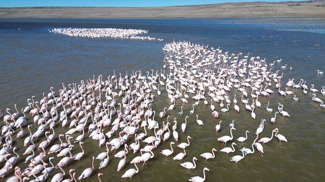 jandarma flamingolar icin gelingullu baraji n 19649791 o