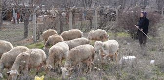 Kadın girişimci 3 koyunla başladığı hayvancılıkta kendi işinin patronu oldu