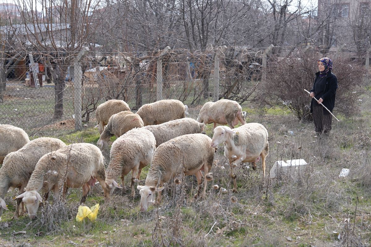 Kadın girişimci 3 koyunla başladığı hayvancılıkta kendi işinin patronu oldu