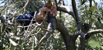 Kahramanmaraş'ta zeytin üreticilerine budama ve gübreleme uyarısı
