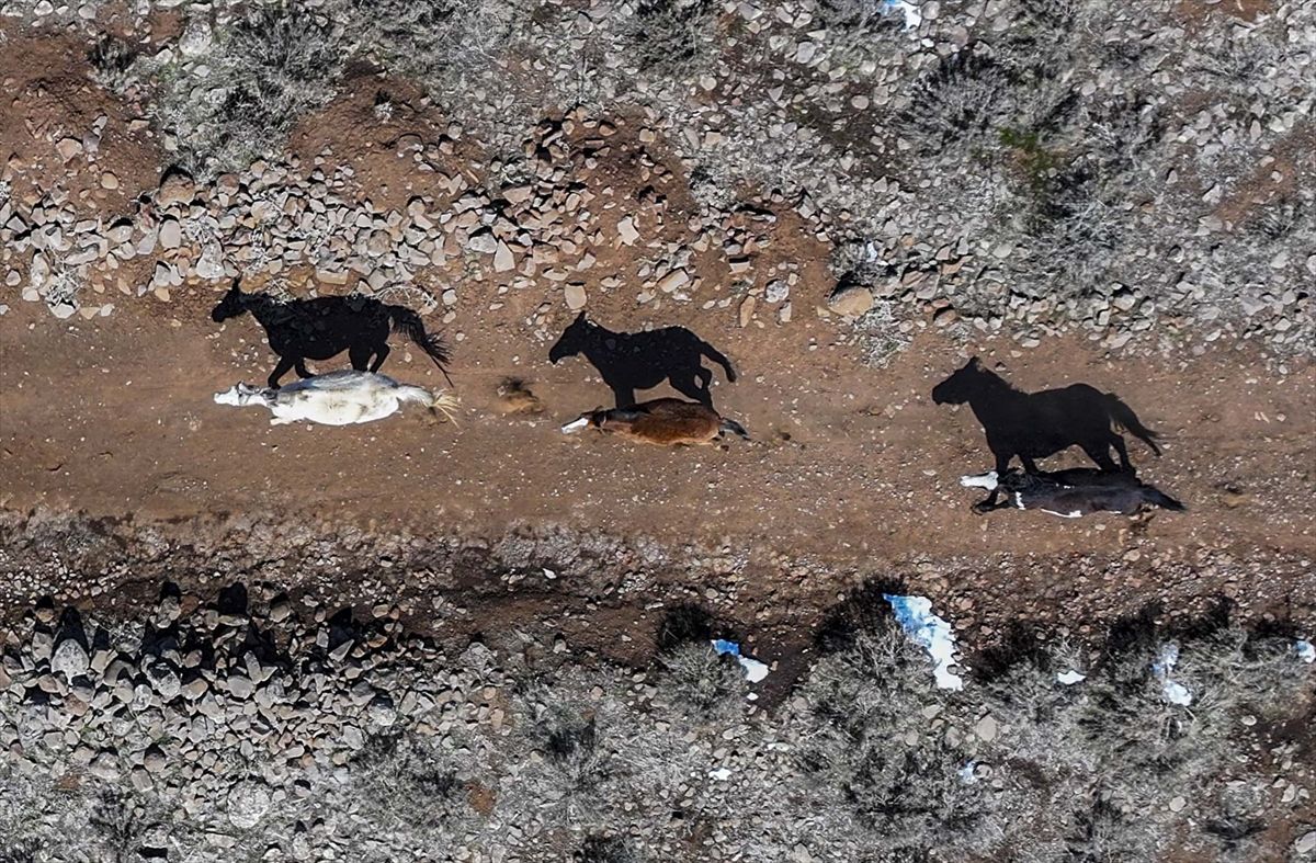 Karacadağ'da Yılkı Atları Dronla Görüntülendi