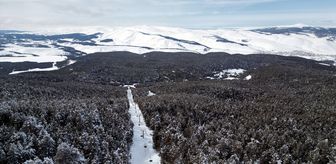 Kars'ta beyaza bürünen sarıçam ormanları dronla görüntülendi