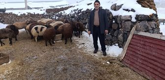 Kars'ta kurt saldırısında 214 koyunu telef olan besicinin yüzü destek kampanyasıyla güldü