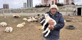 Kayseri'de yabani hayvanların saldırısına uğrayan keçilerden 6'sı telef oldu, 5'i kayboldu