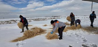 Kayseri'de yılkı atları ve sokak hayvanları için doğaya yem ve mama bırakıldı