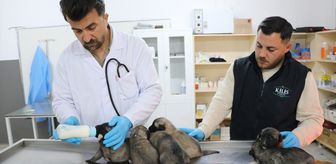 Kilis'te yangında mahsur kalan yavru köpekleri, itfaiye ekipleri kurtardı
