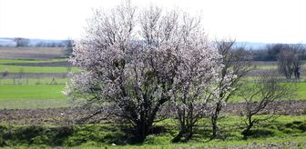 Kırklareli'nde badem ağaçları çiçek açtı