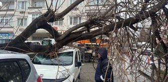 Kırklareli'nde fırtınada üzerine ağaç devrilen otomobil hasar gördü