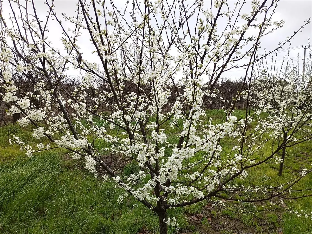 Kocaeli'de erik ağaçları çiçek açtı