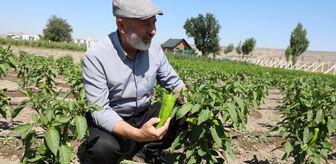 Kocasinan Belediyesi, kapya biberi tohumlarını ücretsiz dağıtacak