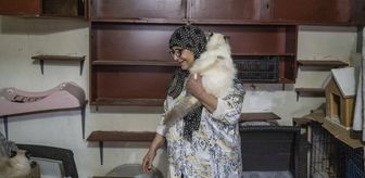 Lübnanlı hayvansever Abadi, İsrail saldırıları altındaki Dahiye'den 40 kedisiyle ayrılmak zorunda kaldı