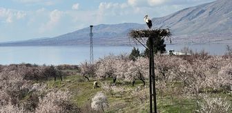 Malatya'da leylekler yuvalarına döndü