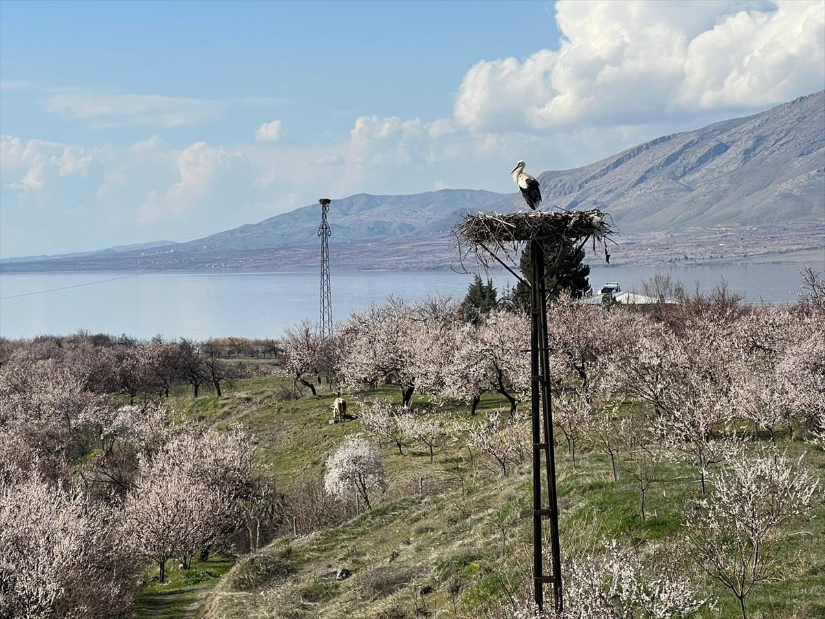 Malatya'da leylekler yuvalarına döndü
