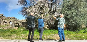 Manavgat'ta badem ağaçları çiçek açtı