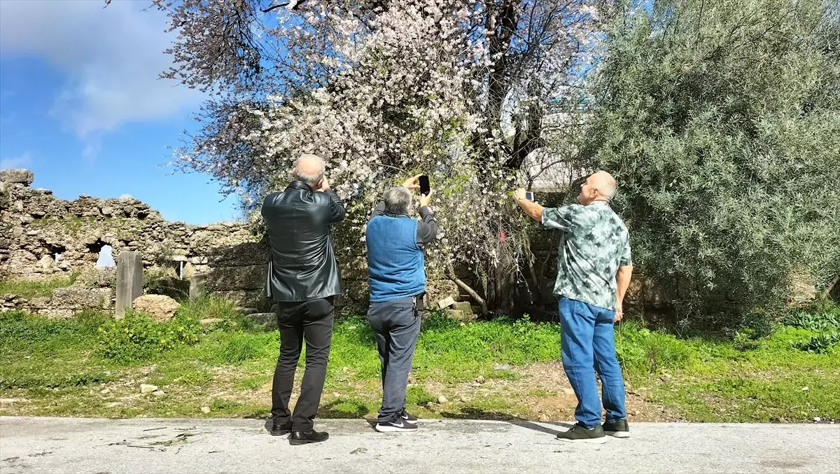 Manavgat'ta badem ağaçları çiçek açtı