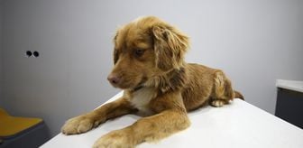 Manisa'daki taşkınlardan 8 saatlik operasyonla kurtarılan 3 köpeğe Bursa'da bakılıyor