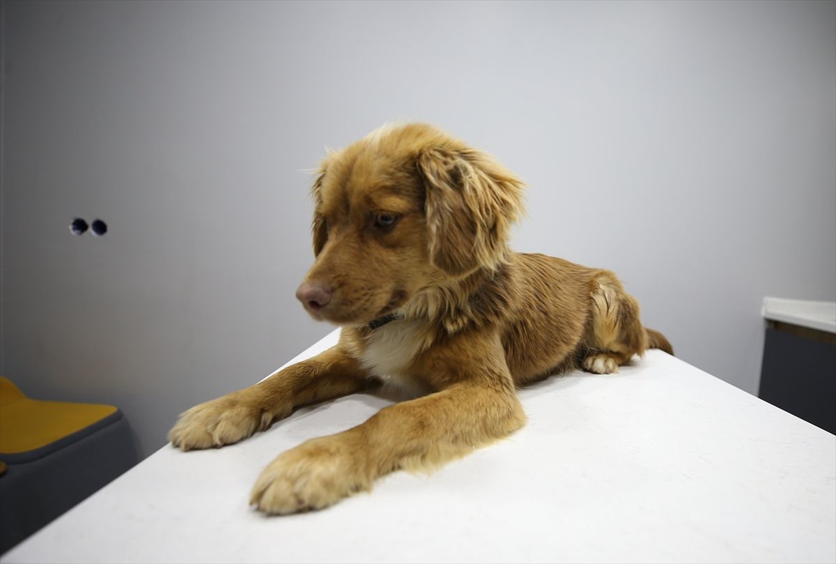 Manisa'daki taşkınlardan 8 saatlik operasyonla kurtarılan 3 köpeğe Bursa'da bakılıyor