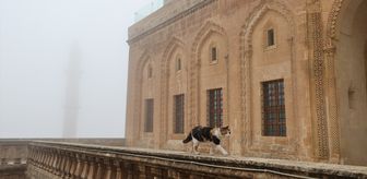 Mardin'de sis etkili oldu