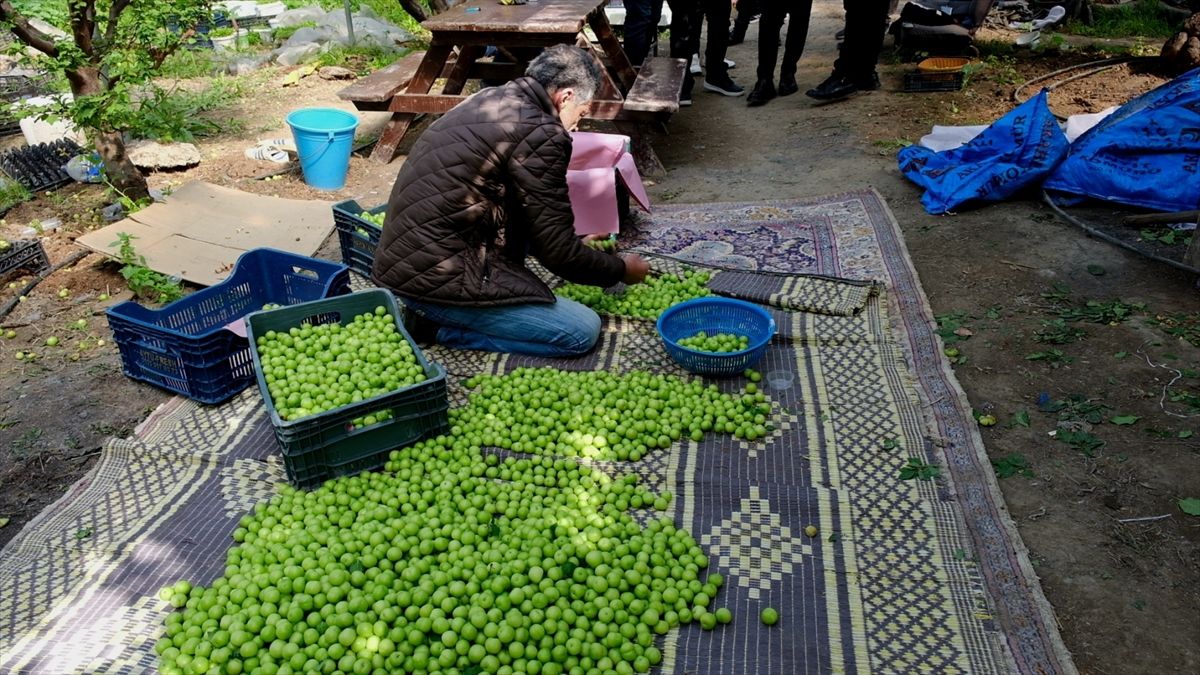 Mersin'de örtü altında yetiştirilen erikte hasat mesaisi sürüyor