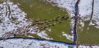 Mevsimsel yağışlar Karacadağ'da besicilerin yüzünü güldürdü