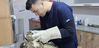 Muğla'da yaralı şahin tedavi altına alındı