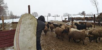 Muş'ta devlet desteğiyle hayvancılık gelişiyor