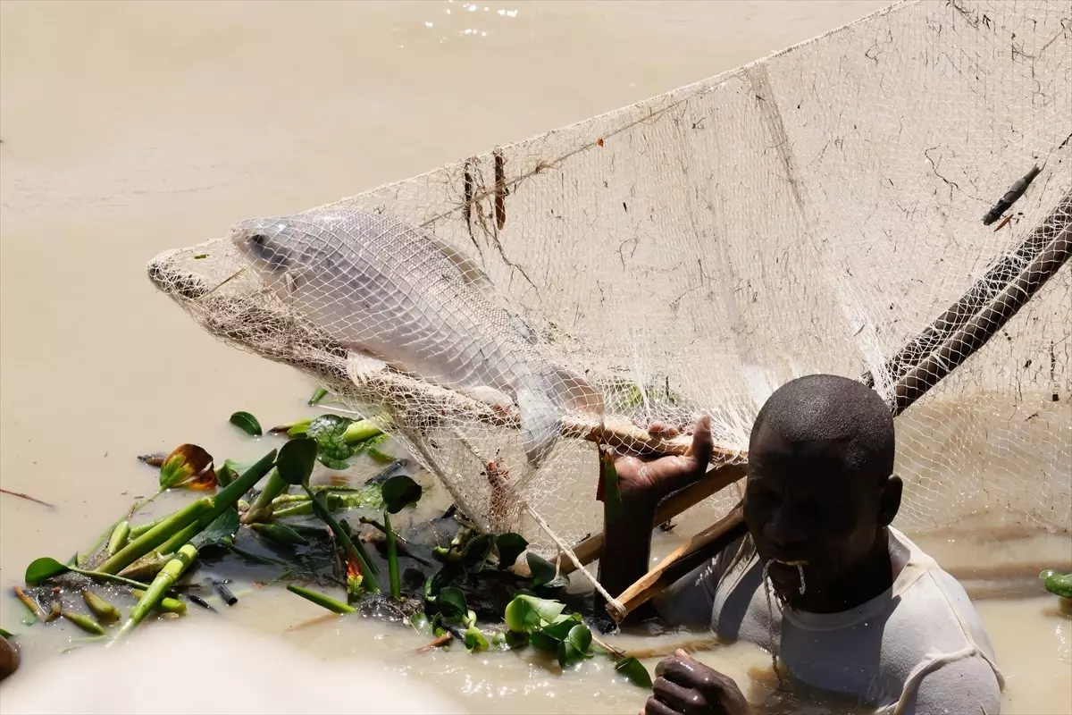 Nijerya'da 'Argungu Uluslararası Balıkçılık ve Kültür Festivali' sona erdi