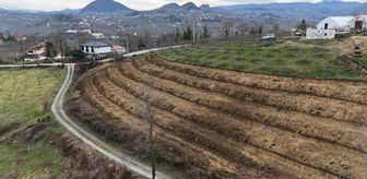 Ordu'da fındık üretiminde verimi arttırmak amacıyla çalışmalar devam ediyor