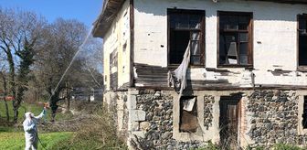 Samsun'da kahverengi kokarca zararlısına karşı kışlak ilaçlama çalışması yapılıyor