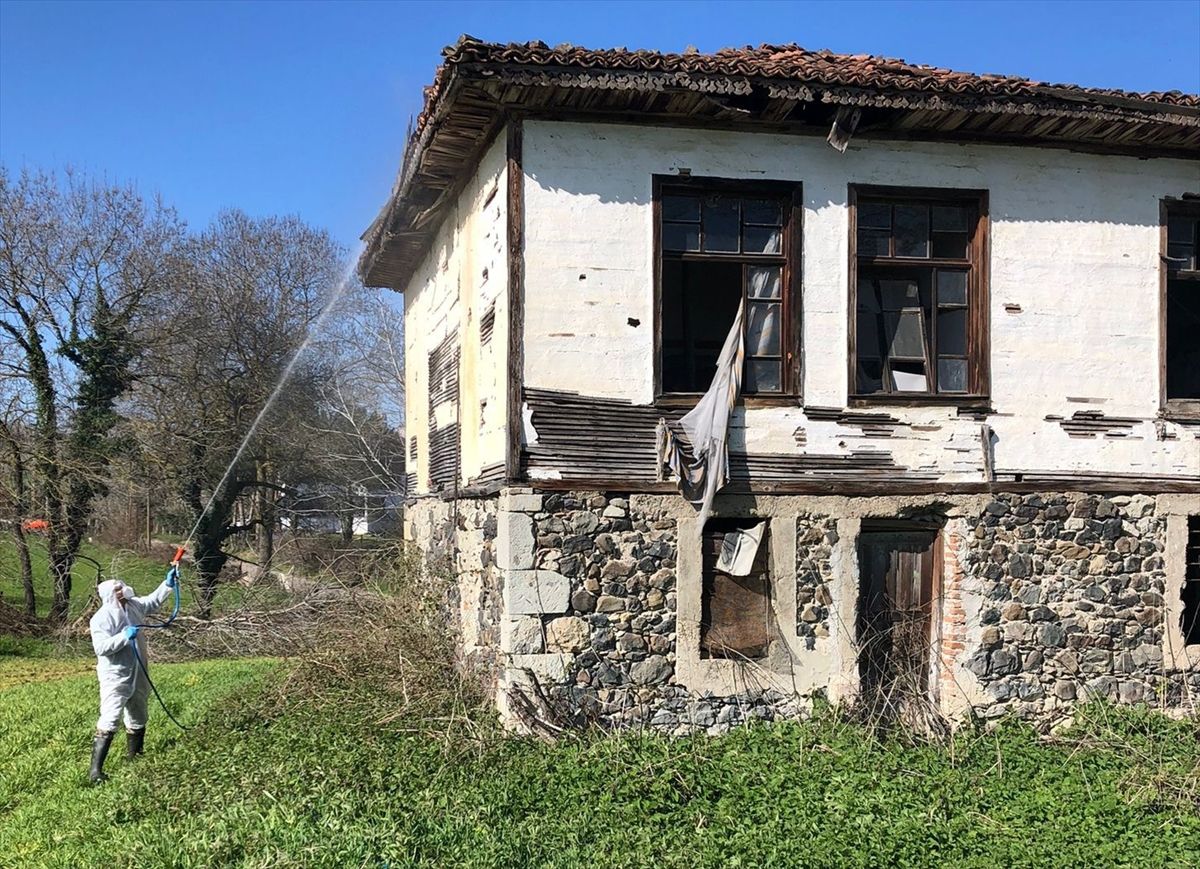 Samsun'da kahverengi kokarca zararlısına karşı kışlak ilaçlama çalışması yapılıyor