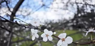 Samsun'da şubat ayında erik ağaçları çiçek açtı