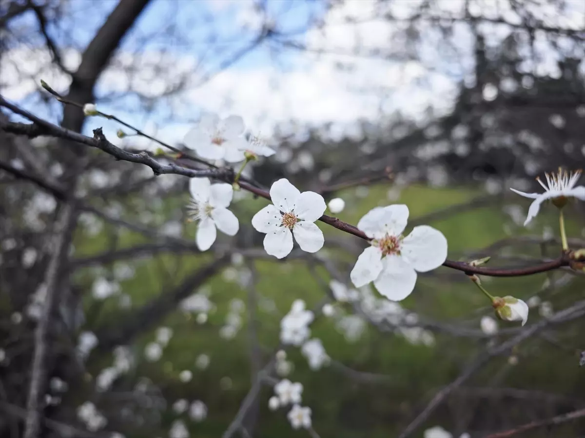 Samsun'da şubat ayında erik ağaçları çiçek açtı