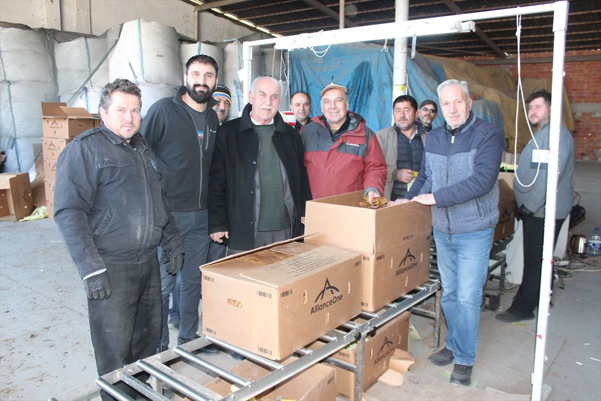 Samsun'da tütün alımı devam ediyor