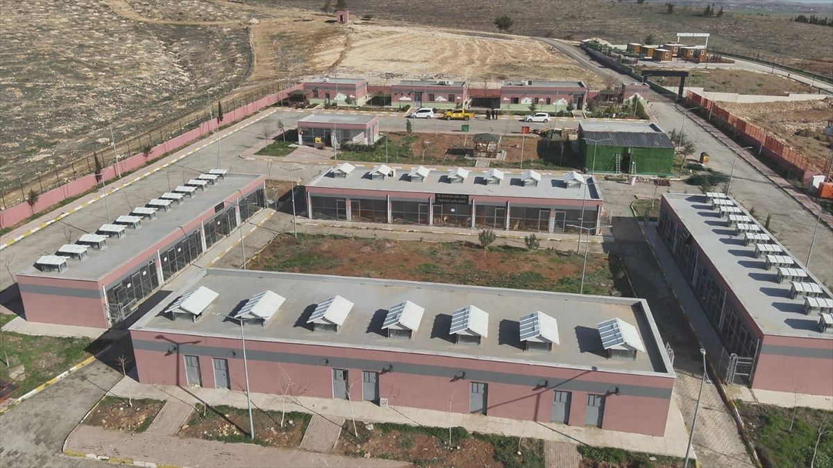 Şanlıurfa'da 27 bin 960 sahipsiz hayvan toplandı
