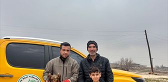 Şanlıurfa'da bitkin halde bulunan kızıl şahin tedavi altına alındı
