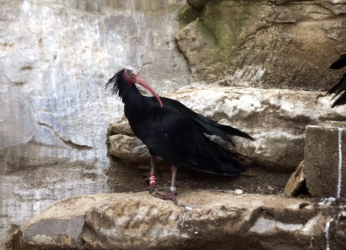 Şanlıurfa'da koruma altındaki kelaynaklar üreme dönemi için doğaya bırakıldı