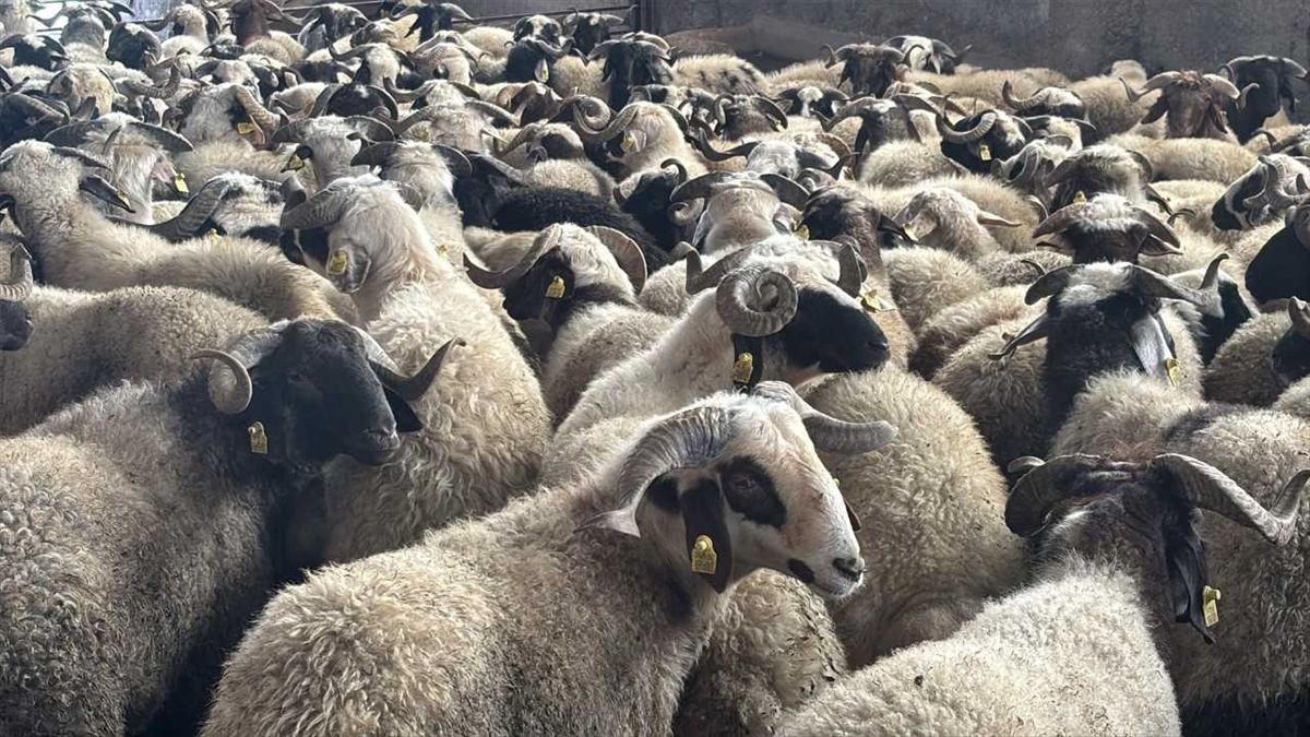 Şanlıurfa'da ramazan yardımları kapsamında 400 aileye küçükbaş desteği verildi