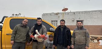 Şanlıurfa'da yaralı halde bulunan leylek tedavi altına alındı