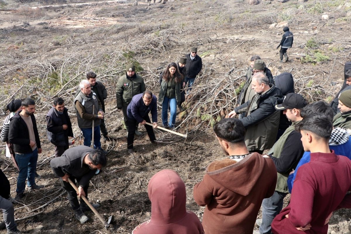 Seyitgazi'de yanan 700 hektarlık alanda ağaçlandırma çalışmaları başladı