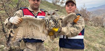 Siirt'te yaralı bulunan kulaklı orman baykuşu tedavi altına alındı