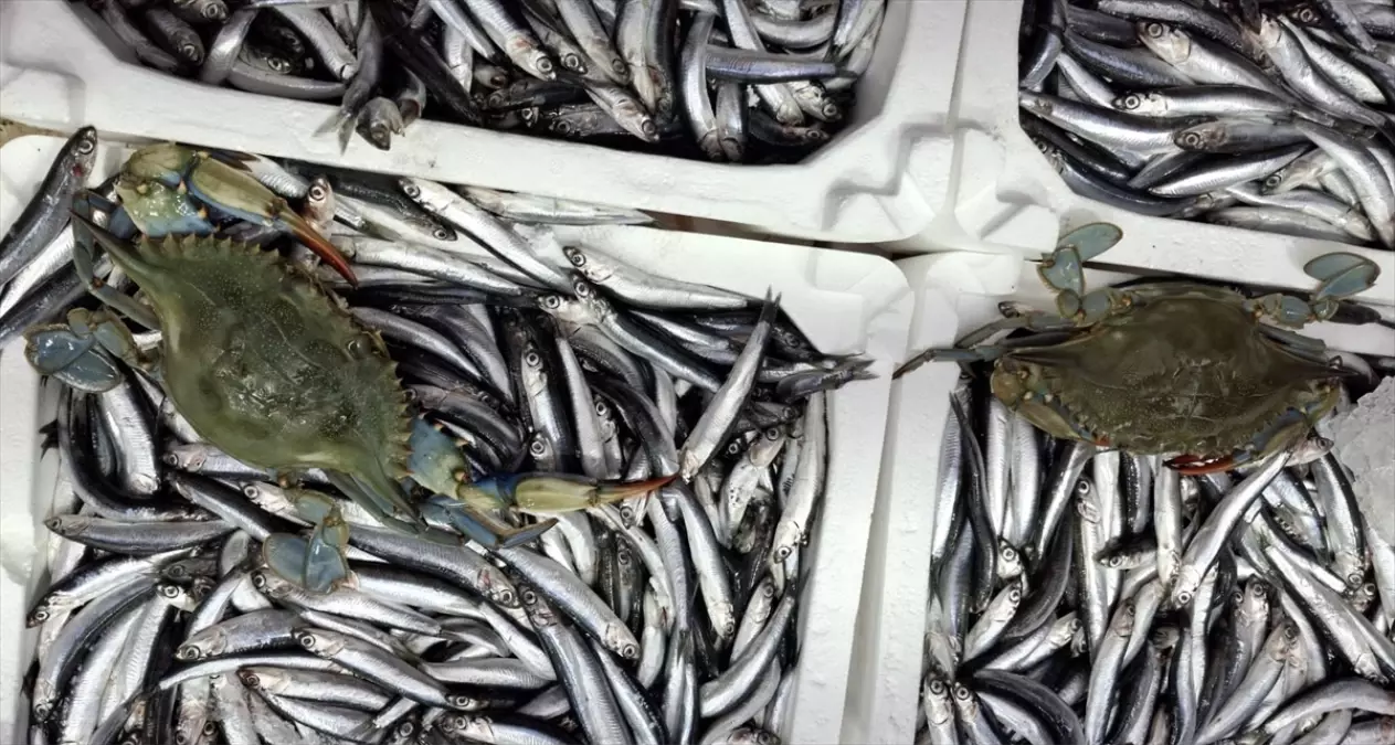 Sinop'ta denize açılan balıkçıların ağına 2 mavi yengeç takıldı