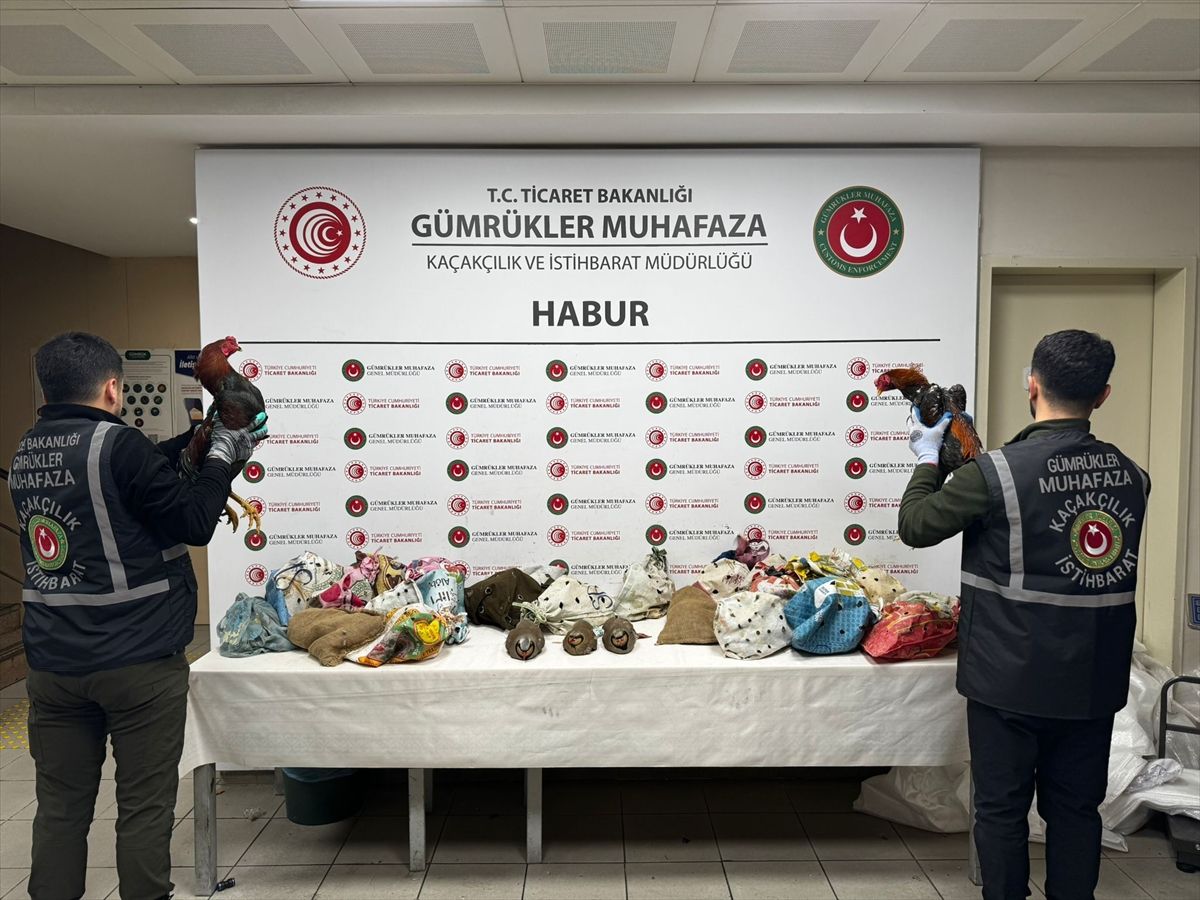 Şırnak'ta yasa dışı yollarla yurda sokulan 38 keklik ve 2 horoz ele geçirildi