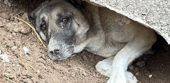Sivas'ta sıkıştığı yerde mahsur kalan sahipsiz köpek, itfaiye ekiplerince kurtarıldı