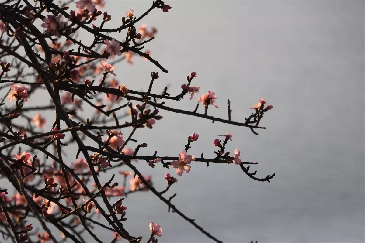 Tekirdağ'da badem ağaçları çiçek açtı