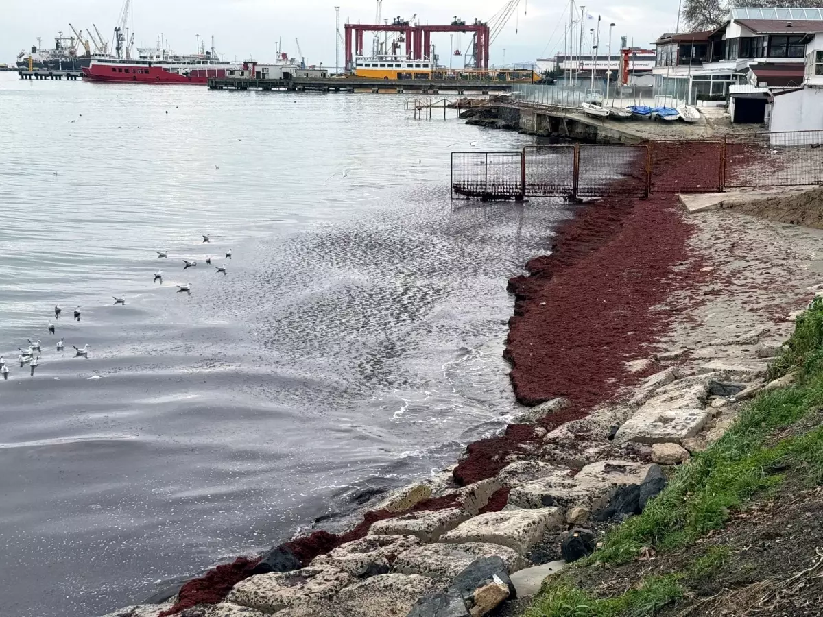 Tekirdağ'da deniz kıyıları kırmızı renge büründü