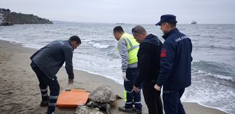 Tekirdağ'da ölü caretta caretta sahile vurdu
