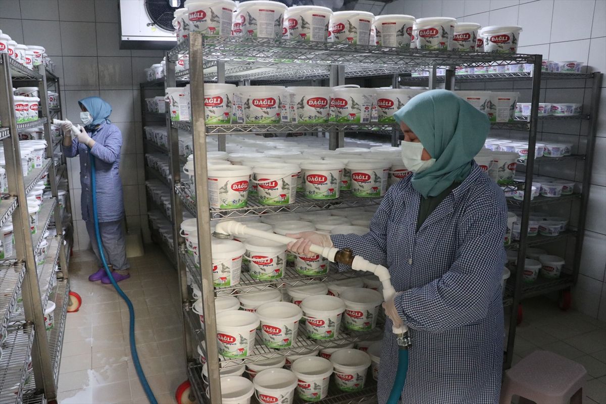Tekirdağlı kadınlar her gün 7 ton sütü lezzete dönüştürüyor
