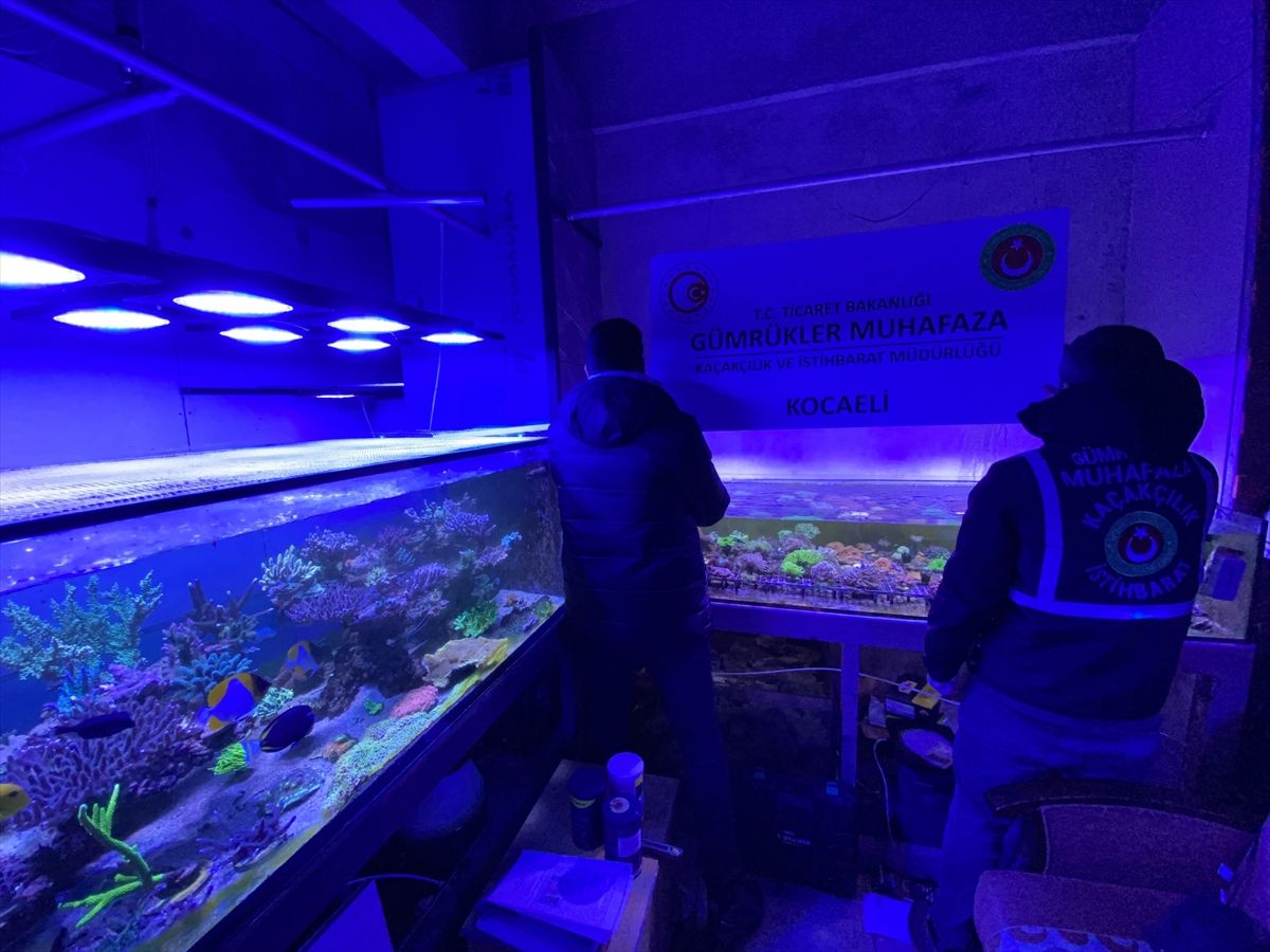 Ticaret Bakanlığı ekipleri geçen yıl kaçak girişim kapsamında 85 binden fazla canlı hayvan ele geçirdi