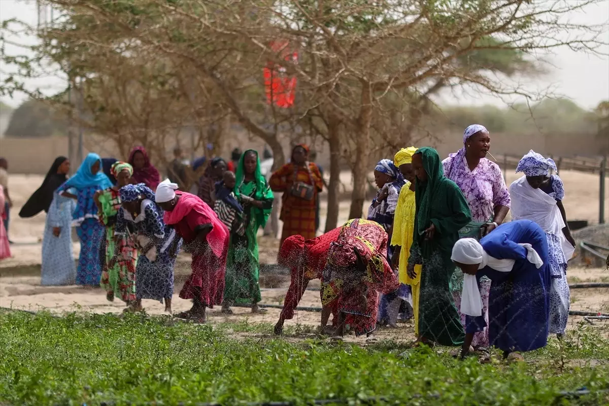 TİKA'dan Senegal'de Tarım Projesi
