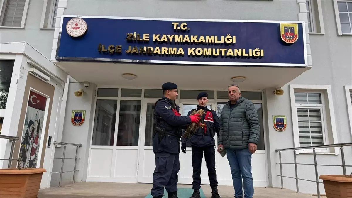 Tokat'ta yaralı halde bulunan kızıl şahin tedavi altına alındı